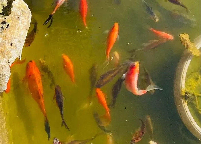 Stefs Place Pjescana Uvala