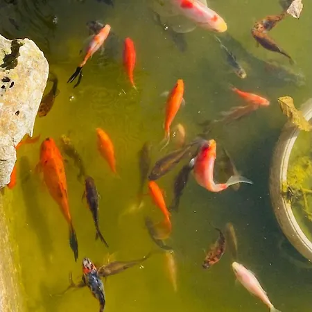 Stefs Place Pjescana Uvala